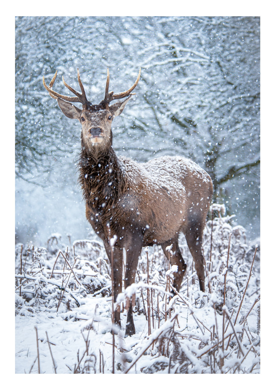 Cerfs dans la neige - Print only
