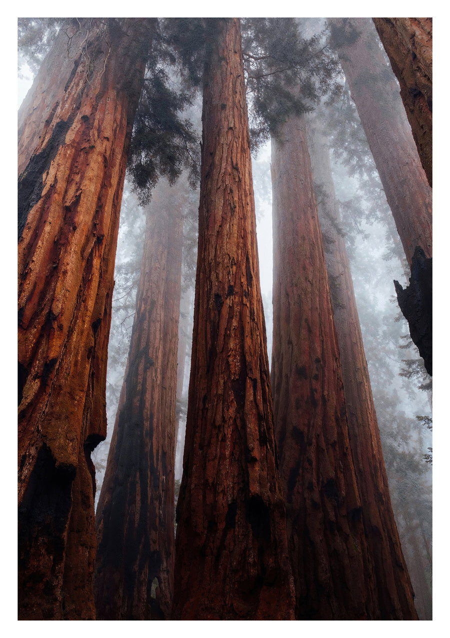 Forêt de Yosemite - Print only