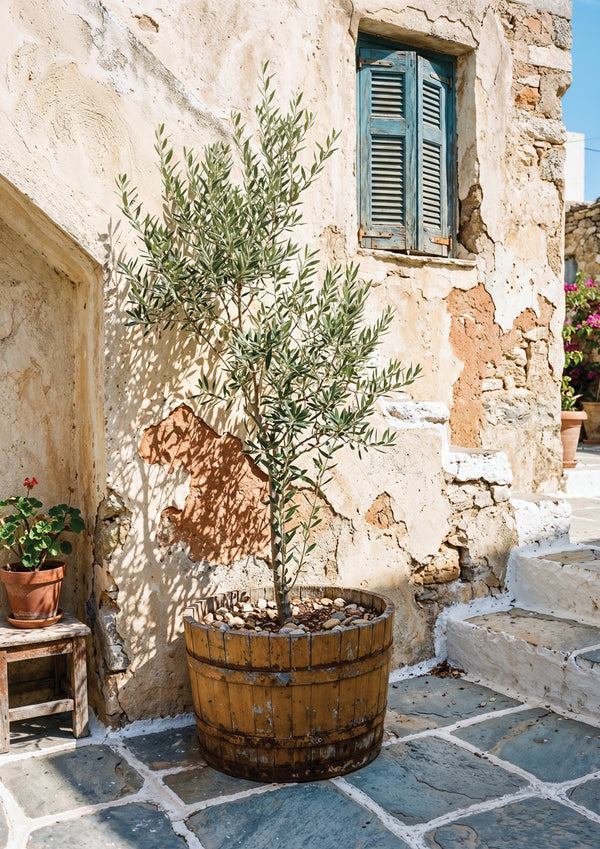 Courtyard Olives
