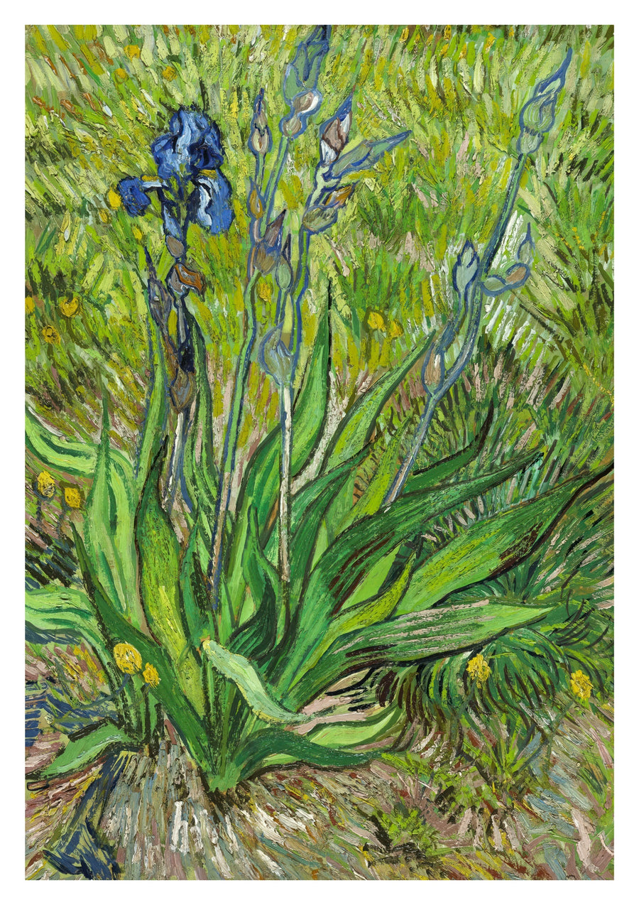 Iris - Print only