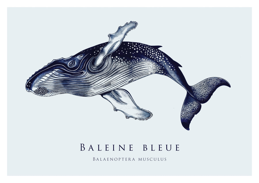 Baleine bleue - Print only