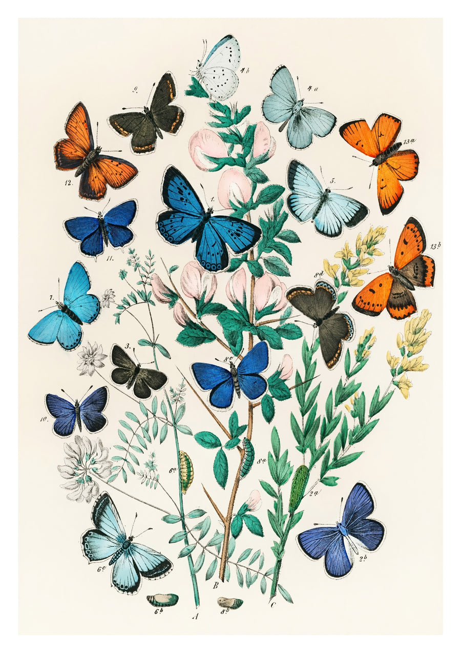 Botanical Butterflys - Print only