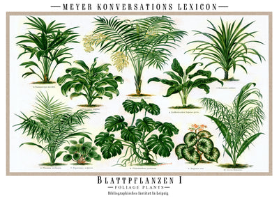 Blattpflanzen
