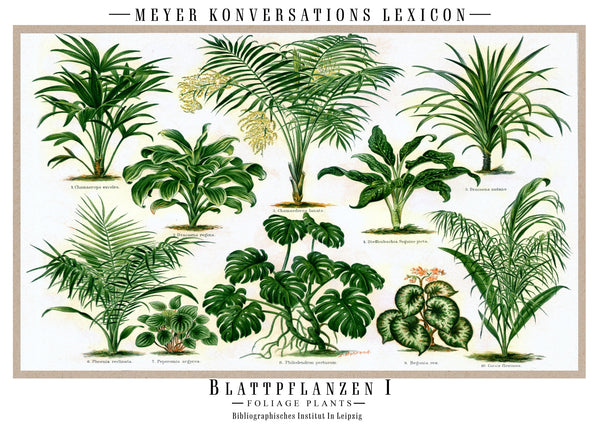 Blattpflanzen