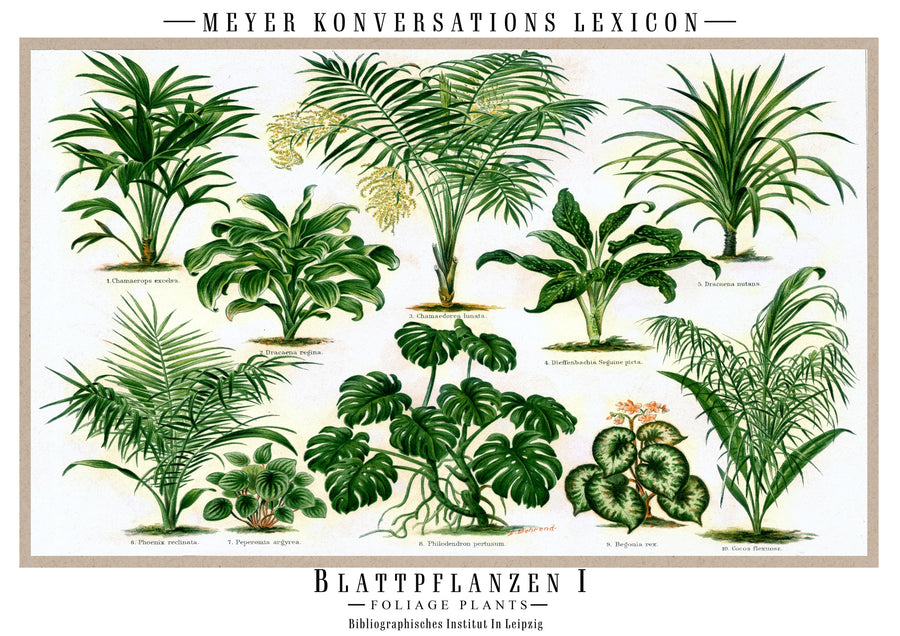 Blattpflanzen - Print only