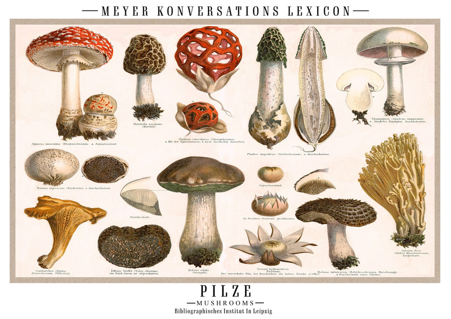 Champignons - Print only