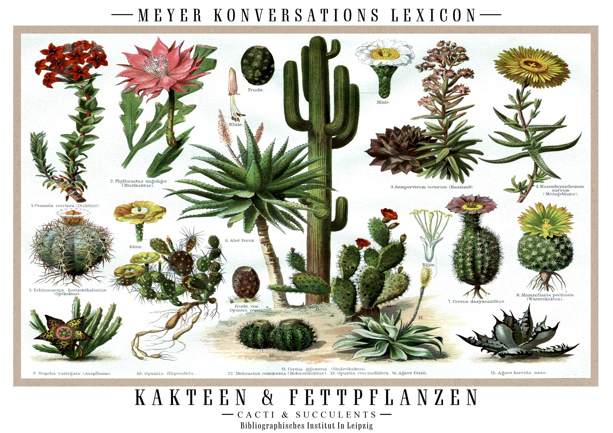 the world encyclopedia of cacti & succulents Cacti & Succulents - Yaggys Encyclopedia | Nature & Wildlife