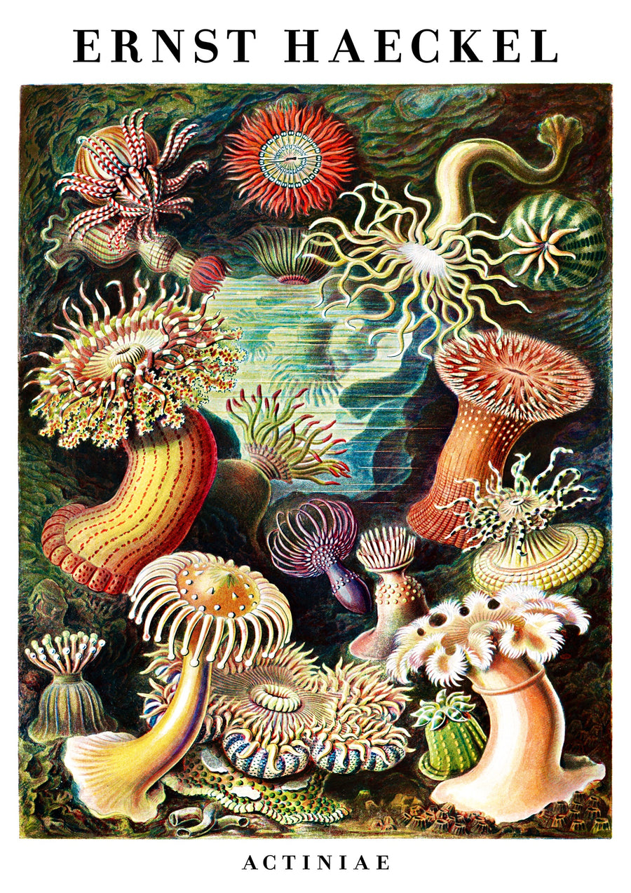 Sea Anemones - Print only
