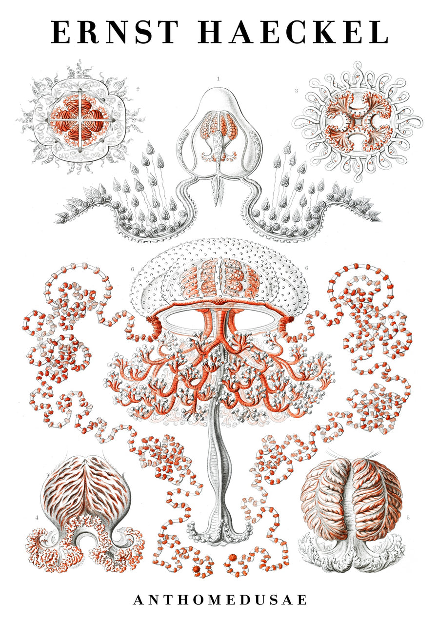 Anthoméduse - Print only