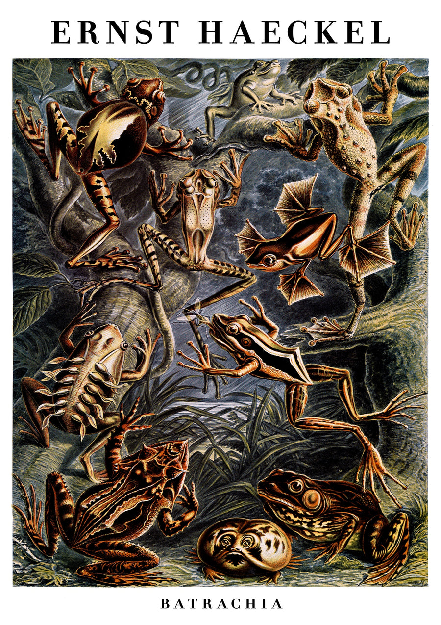 Batraciens blancs - Print only