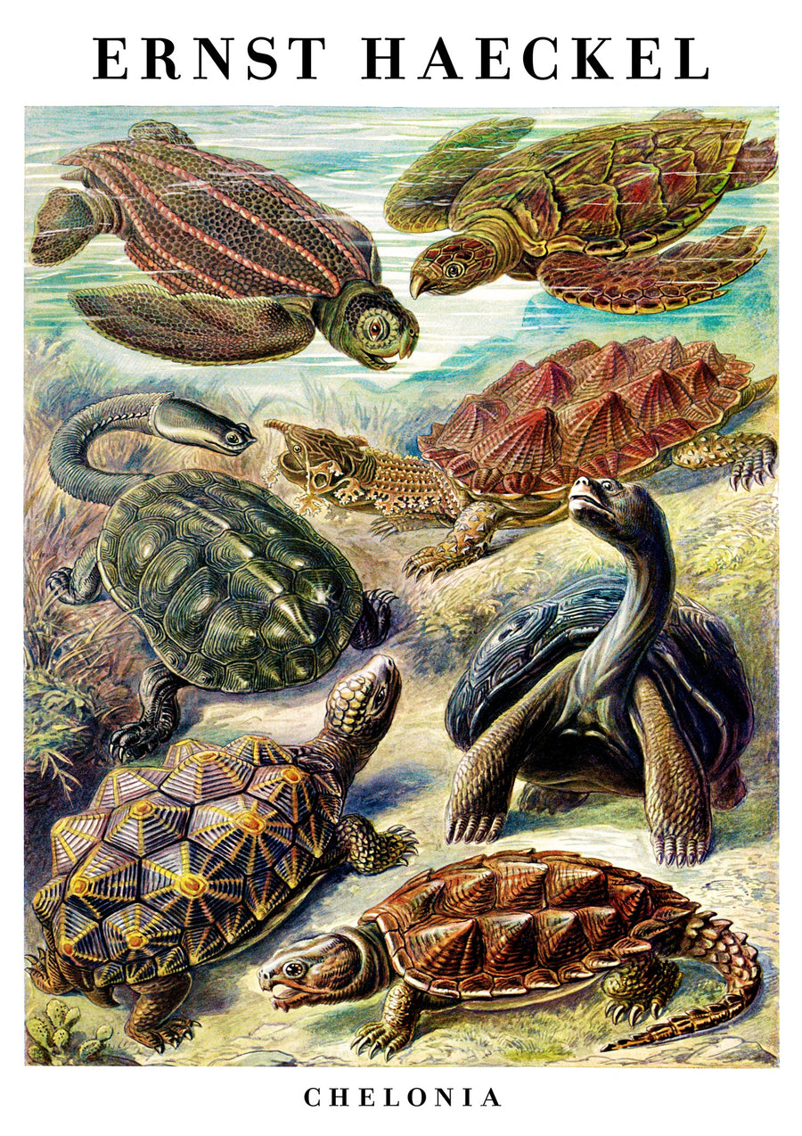 Tortues - Print only