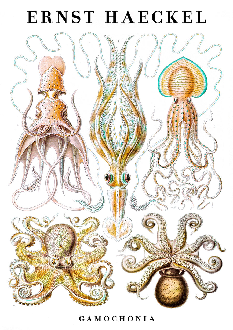 Cephalopods, Squid & Octopus - Natural frame