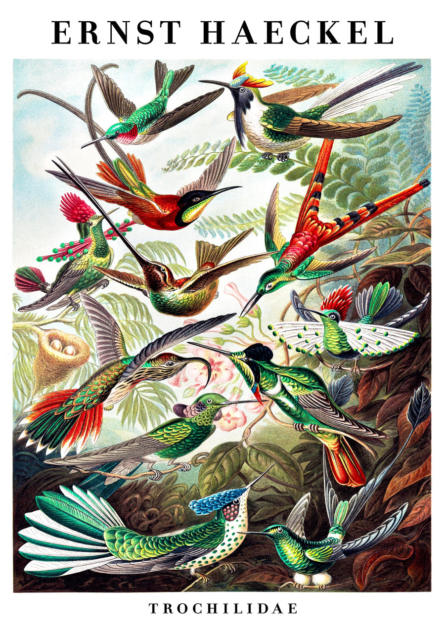 Colibris - Print only