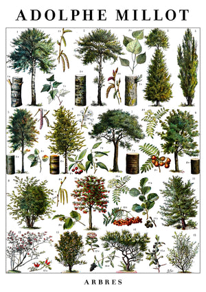 Trees
