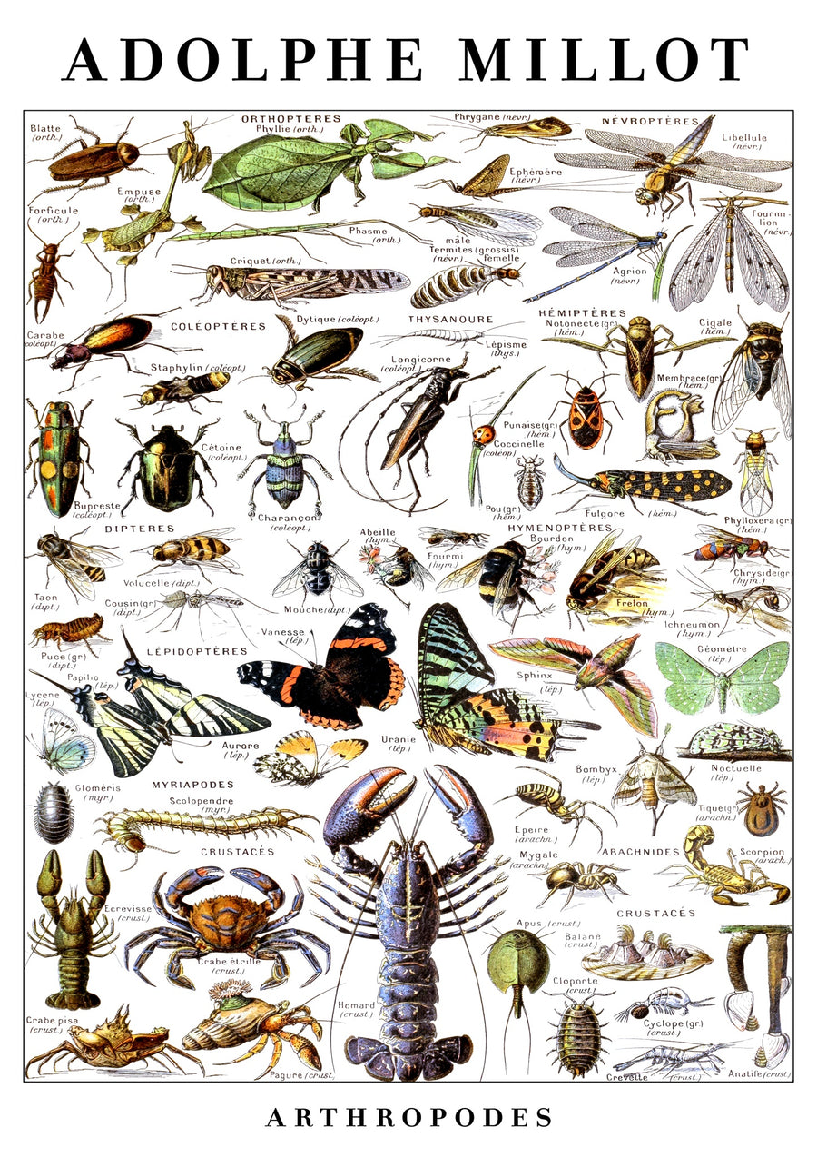 Arthropods - Print only