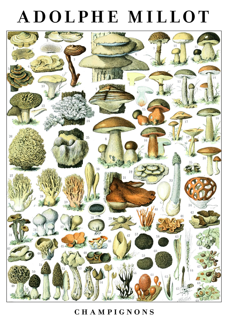 Champignons - Print only
