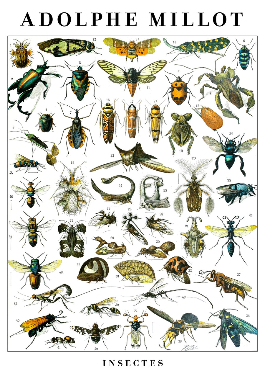Insecten - Print only