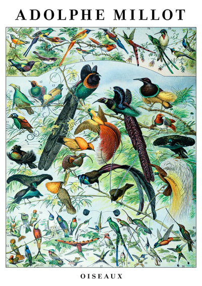 Oiseaux