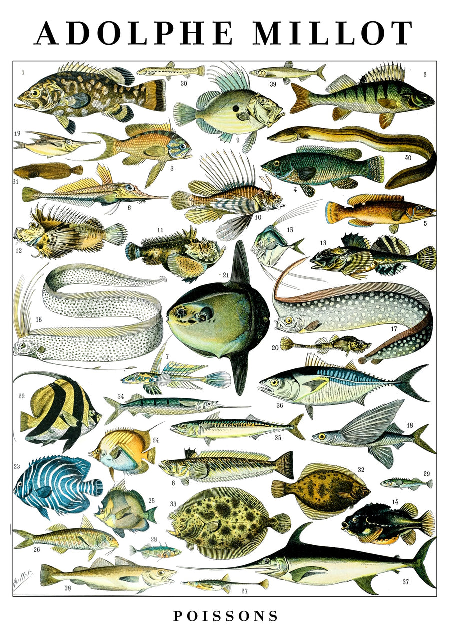 Fisk - Print only
