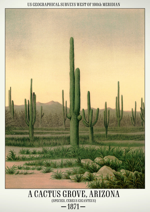 En kaktusskog, Arizona