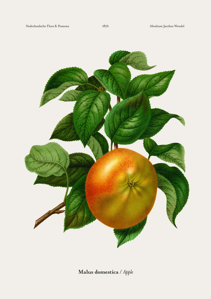 Apple - Print only