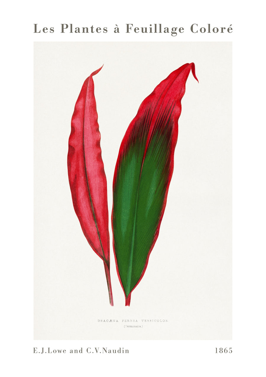 Dracaena Ferrea Blad - Print only