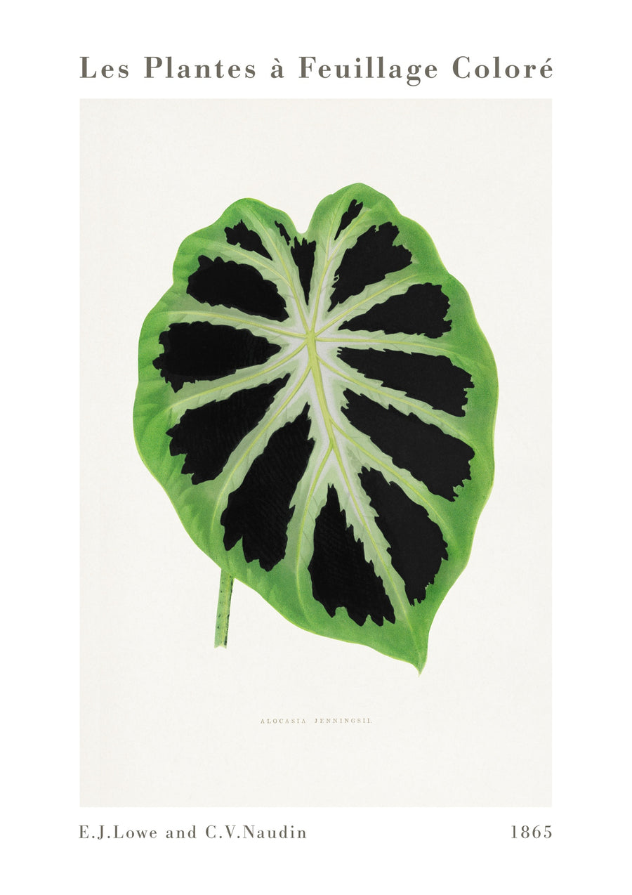 Alocasia Verte - Print only