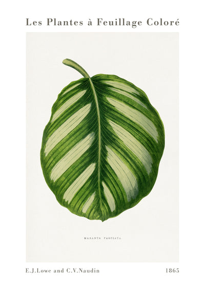 Maranta Fasciata verte