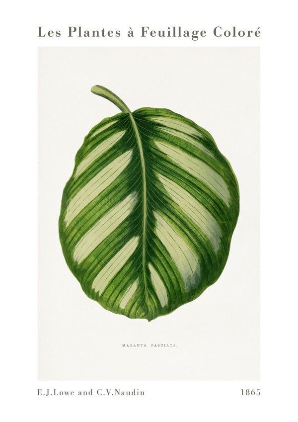 Maranta Fasciata verte