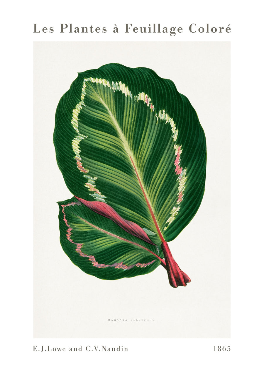 Grön Maranta Illustris - Print only