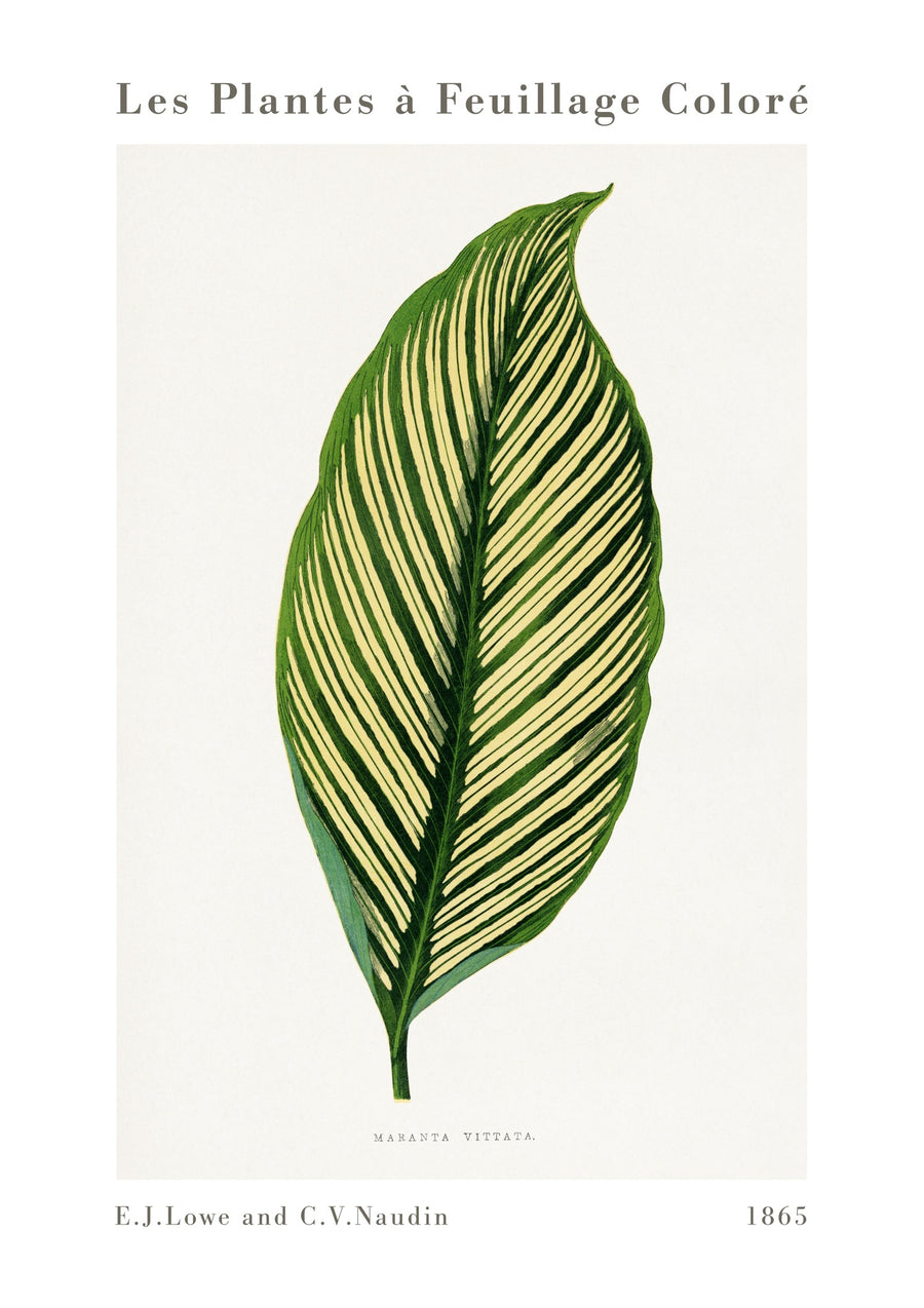 Grön Maranta Vittata - Print only