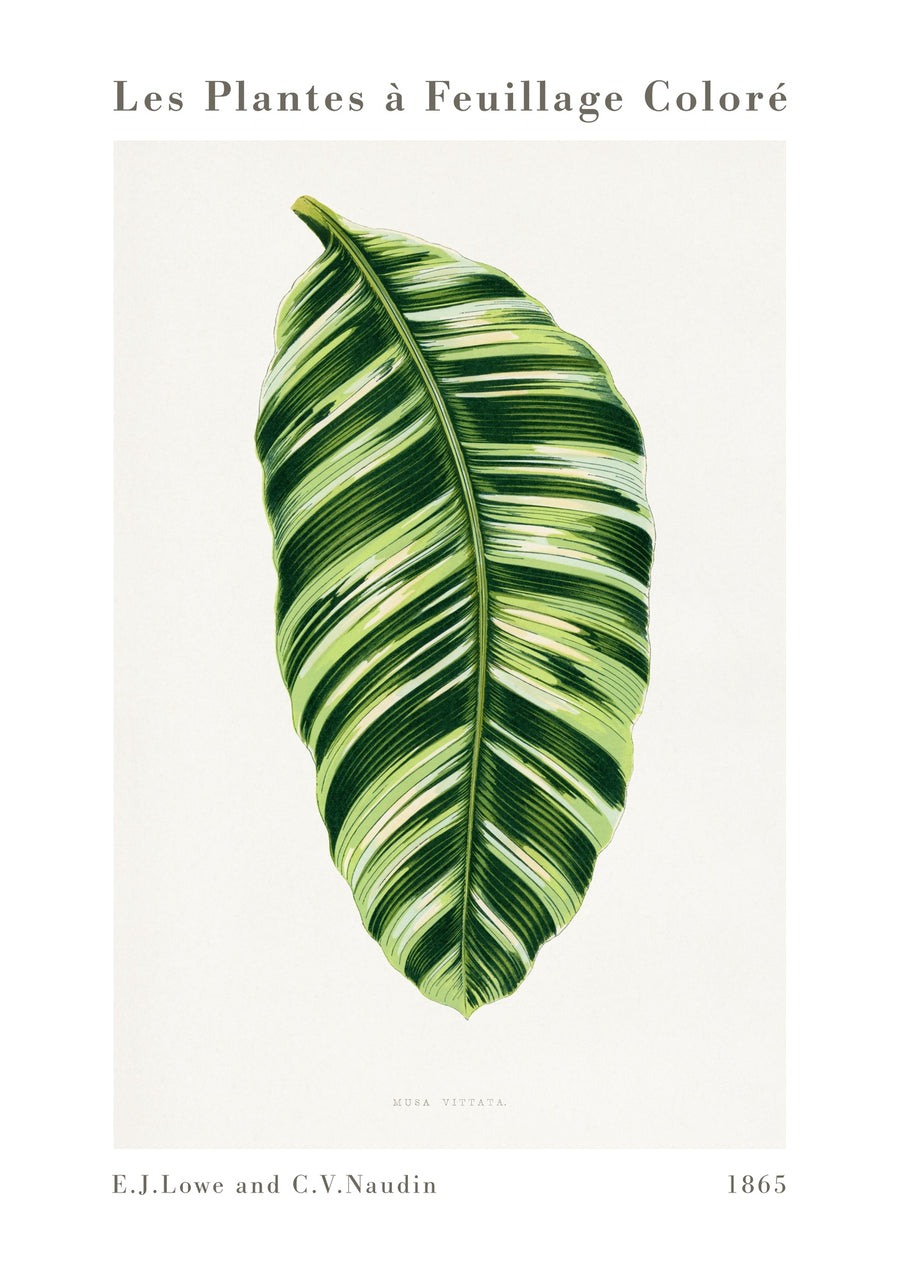 Grön Musa Vittata - Print only