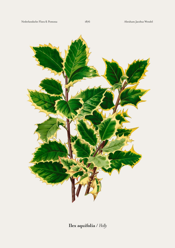 Holly