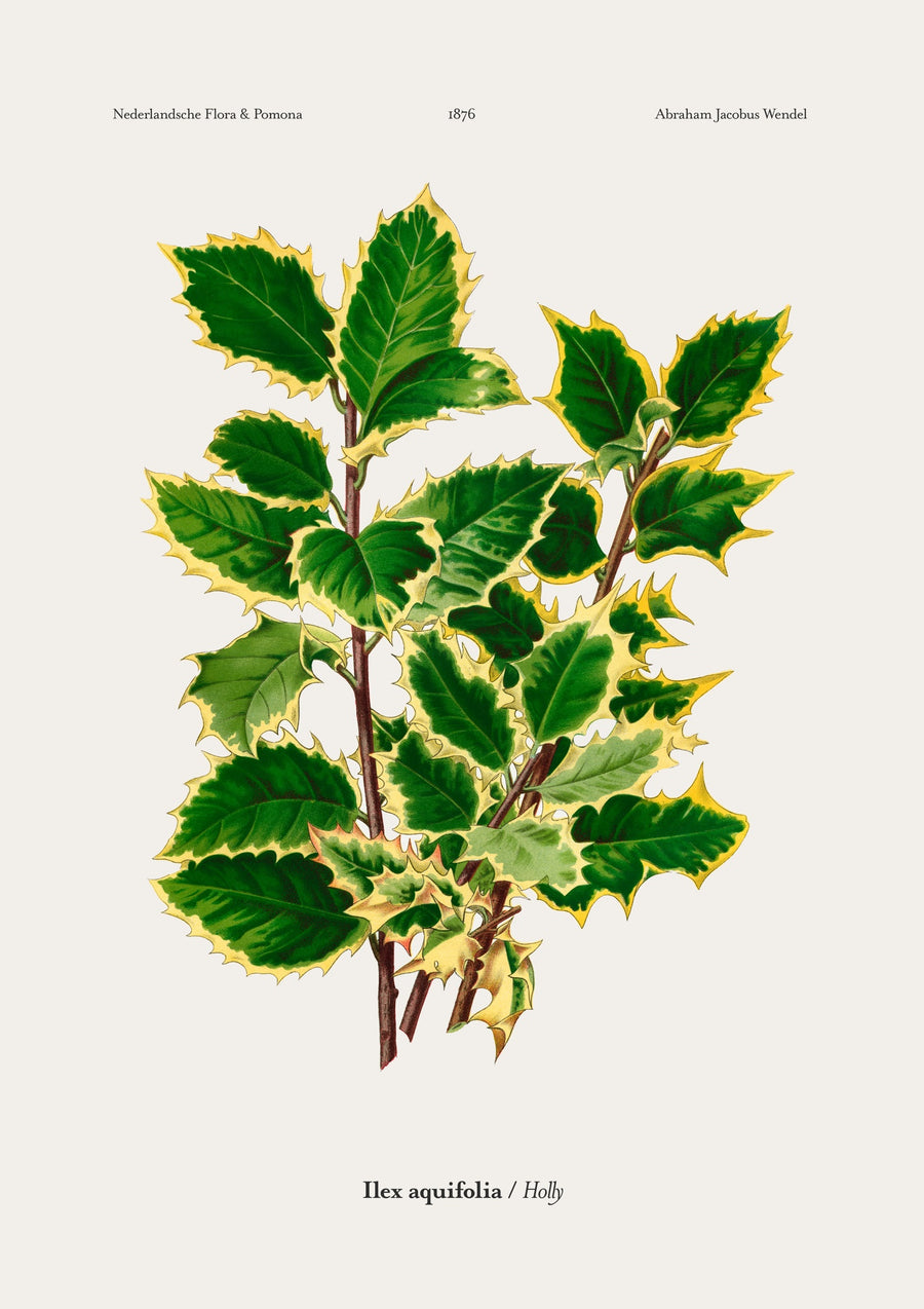 Holly - Print only
