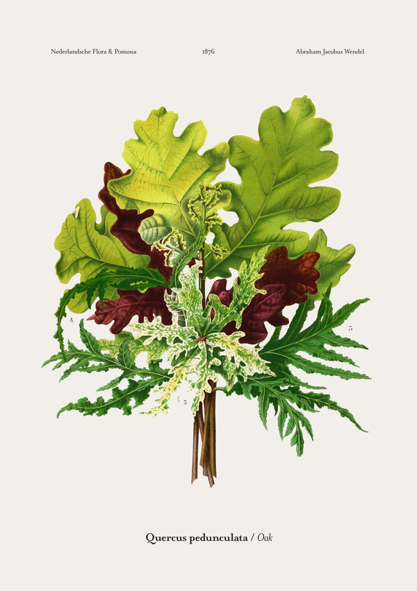 Oak