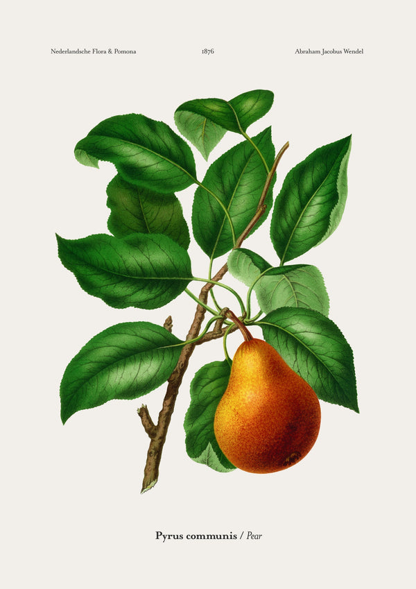 Pear