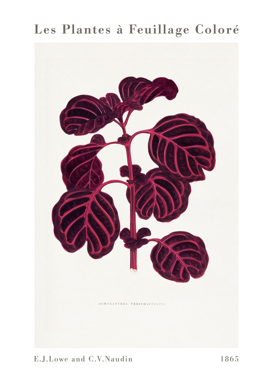 Pink Achyranthes Verschaffeltii - Print only