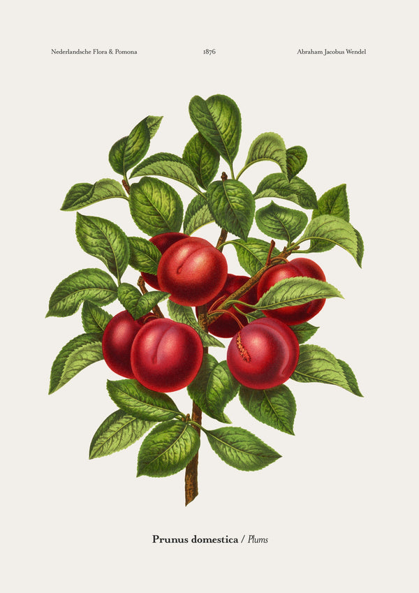 Plums