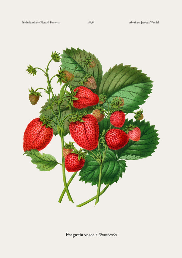 Strawberries
