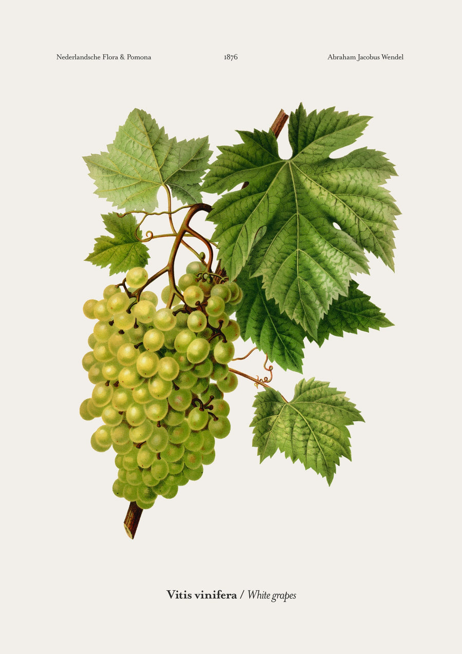White Grapes - Print only