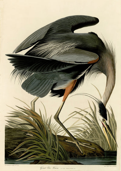 Great Blue Heron