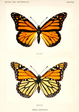 Monarch Butterfly