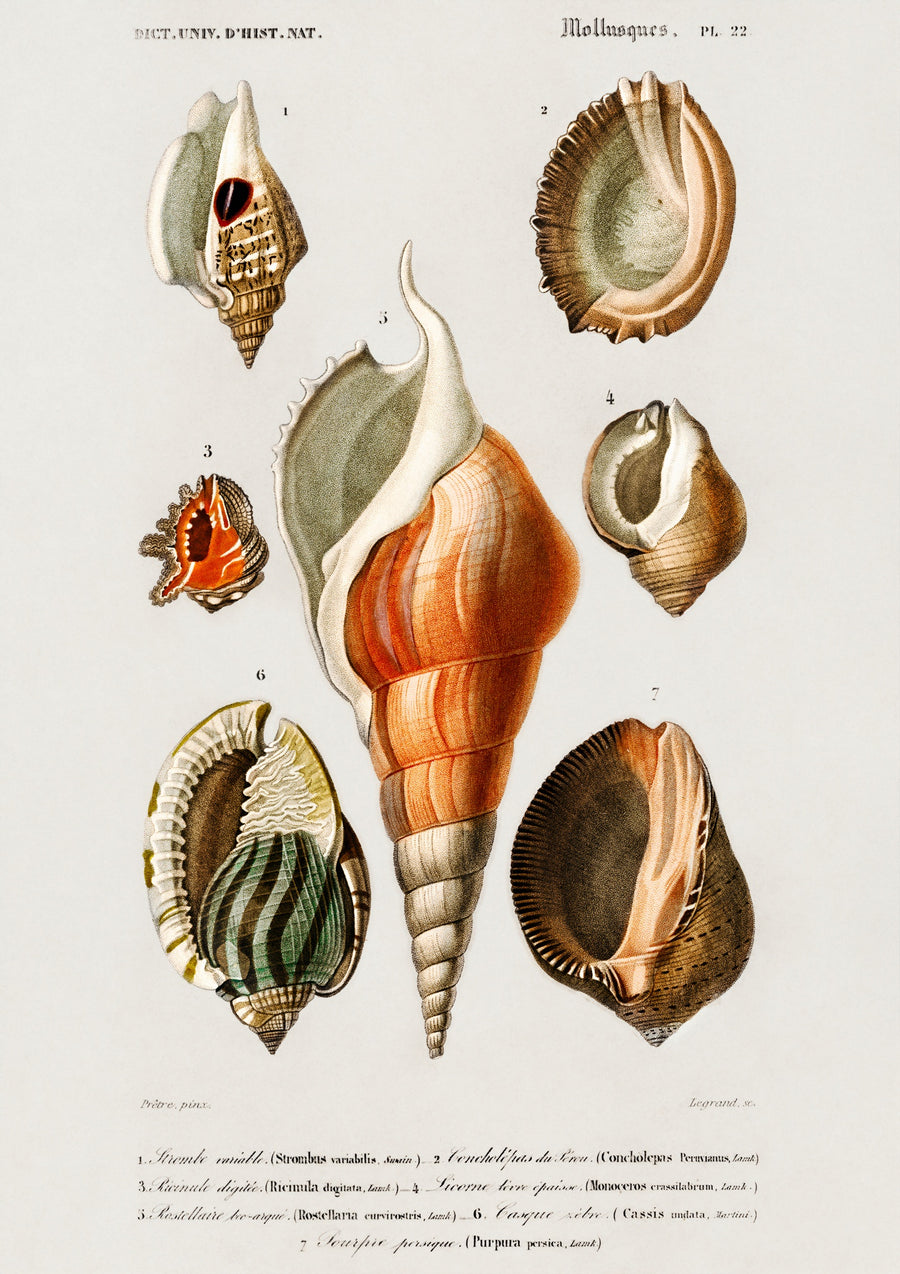 Sea Shells - Print only
