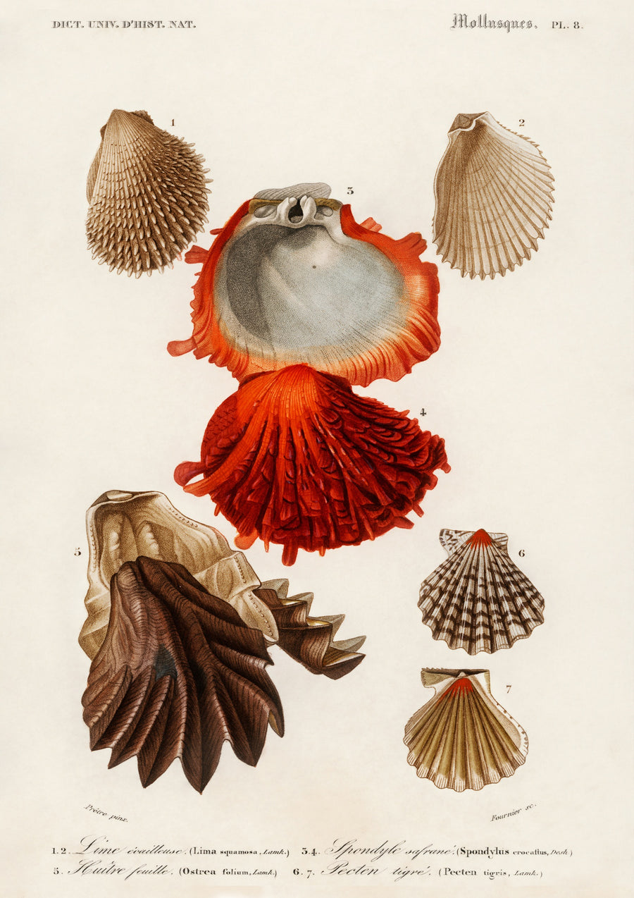 Oesters - Print only