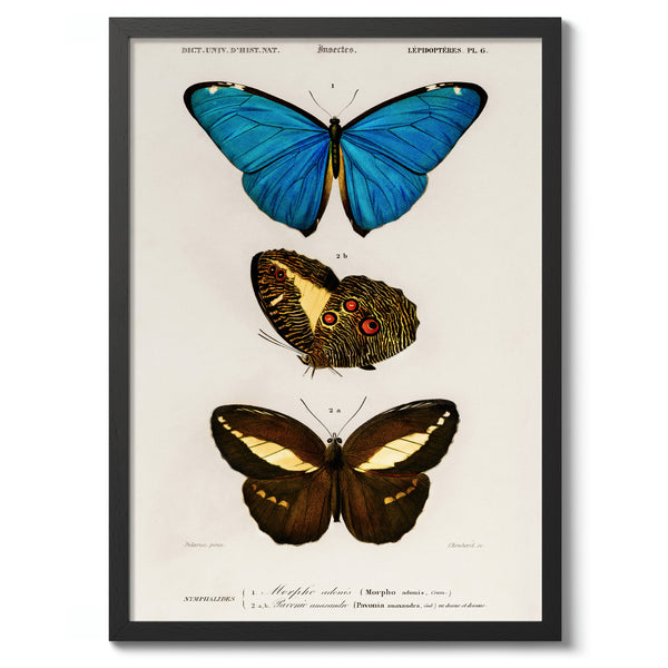 Butterflies, Blue