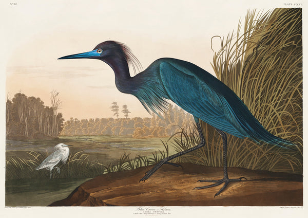 Blauwe Kraanvogel