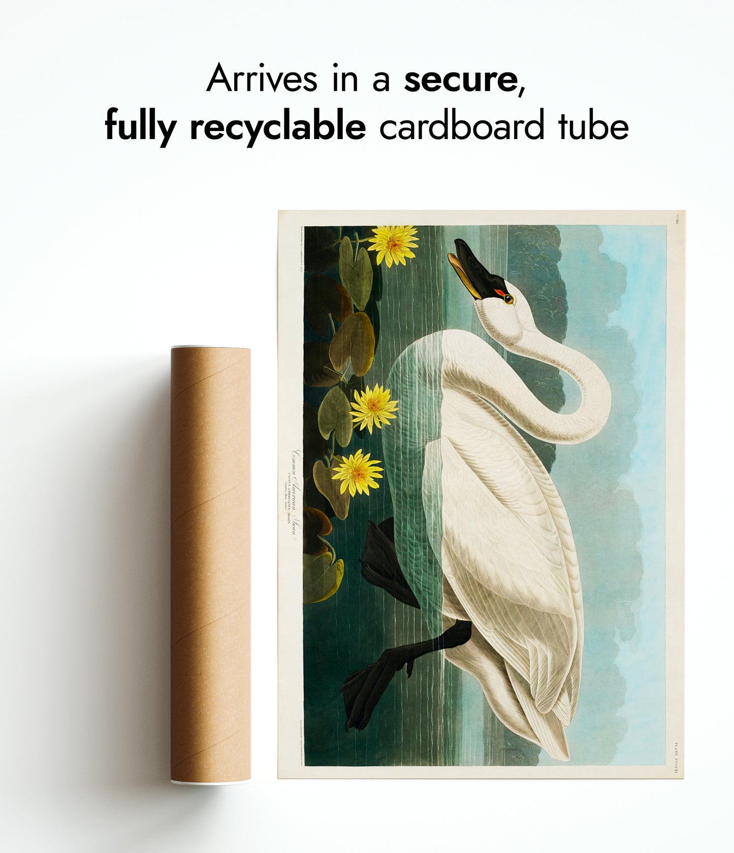 Gewone Amerikaanse zwaan