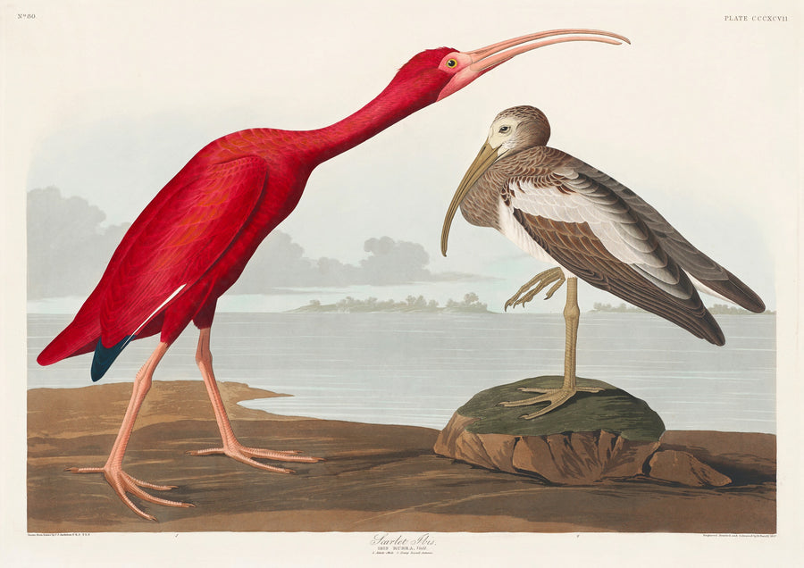 Scarlet Ibis - Print only