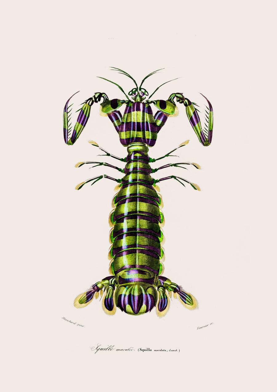 Mantis Shrimp - Print only