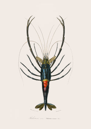 Palaemon